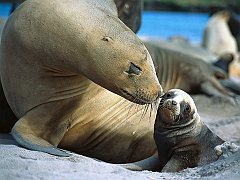 Sea Lion Smooch, Auckland Islands, New Zealand